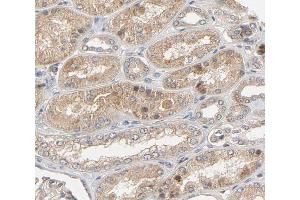ABIN6266671 at 1/100 staining human Kidney tissue sections by IHC-P. (Urocortin 抗体  (Internal Region))