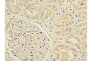 Immunohistochemistry of paraffin-embedded human kidney tissue using ABIN7160191 at dilution of 1:100 (MTHFD1L 抗体  (AA 759-978))