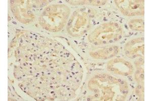 Immunohistochemistry of paraffin-embedded human kidney tissue using ABIN7160191 at dilution of 1:100 (MTHFD1L 抗体  (AA 759-978))