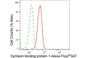 anti-Syntaxin Binding Protein 1 (STXBP1) antibody