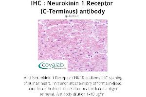 Image no. 1 for anti-Tachykinin Receptor 1 (TACR1) (C-Term) antibody (ABIN1737292) (TACR1 抗体  (C-Term))