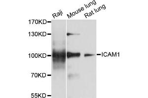 Western blot analysis of extracts of various cell lines, using ICAM1 antibody (ABIN1876800) at 1:1000 dilution. (ICAM1 抗体)