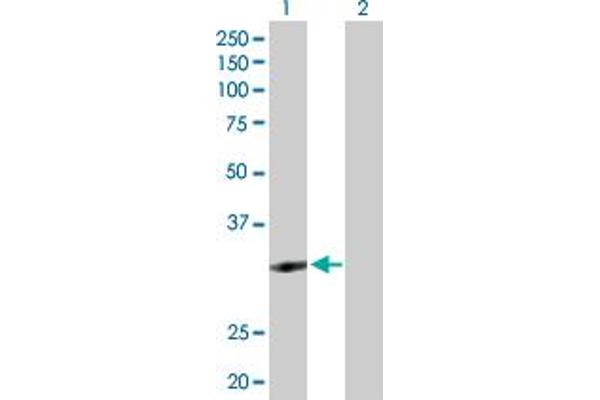 ZNF124 抗体  (AA 1-289)