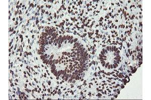 Image no. 5 for anti-F-Box Protein 21 (FBXO21) antibody (ABIN1498233) (FBXO21 抗体)