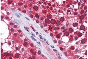 Human Testis: Formalin-Fixed, Paraffin-Embedded (FFPE) (TBK1 抗体  (AA 539-588))