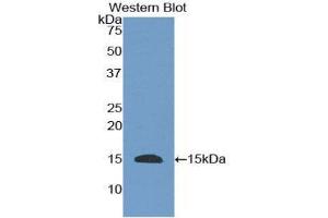 Western Blotting (WB) image for anti-Epidermal Growth Factor (EGF) (AA 367-489) antibody (ABIN3208389) (EGF 抗体  (AA 367-489))