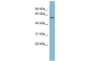 WB Suggested Anti-CAP1 Antibody Titration:  0. (CAP1 抗体  (Middle Region))