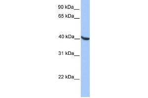 WB Suggested Anti-OLIG2 Antibody Titration:  0. (OLIG2 抗体  (N-Term))