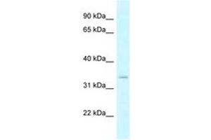 Image no. 1 for anti-Dehydrogenase/reductase (SDR Family) X-Linked (DHRSX) (AA 32-81) antibody (ABIN6747815) (DHRSX 抗体  (AA 32-81))
