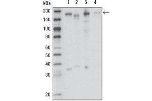 Western Blot showing RON antibody used against HCC827 (1), HT-29 (2), HCT-116 (3) and BxPC-3 (4) cell lysate. (MST1R 抗体  (AA 210-320))