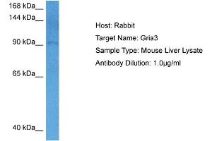 Host: Rabbit Target Name: GRIA3 Sample Tissue: Mouse Liver Antibody Dilution: 1ug/ml (Glutamate Receptor 3 抗体  (N-Term))