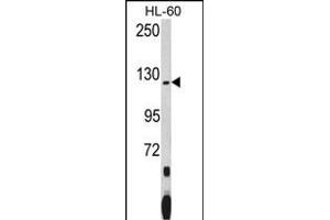 Western blot analysis of PUM1 (Human N-term) (ABIN392129 and ABIN2841869) in HL-60 cell line lysates (35 μg/lane). (PUM1 抗体  (N-Term))