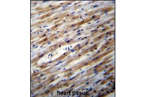 POFUT1 Antibody (C-term) (ABIN656675 and ABIN2845914) immunohistochemistry analysis in formalin fixed and paraffin embedded human heart tissue followed by peroxidase conjugation of the secondary antibody and DAB staining. (POFUT1 抗体  (C-Term))