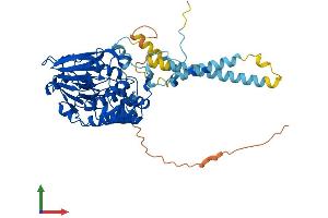 AlphaFold protein structure predicition of Mouse Recombinant Ppp3cc Protein, UniprotID P48455