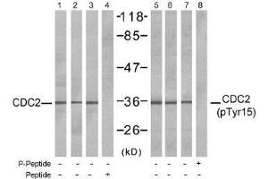 Image no. 1 for anti-Cyclin-Dependent Kinase 1 (CDK1) (pTyr15) antibody (ABIN196997) (CDK1 抗体  (pTyr15))