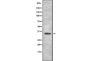 Western blot analysis OR4N2 using HepG2 whole cell lysates (OR4N2 抗体)