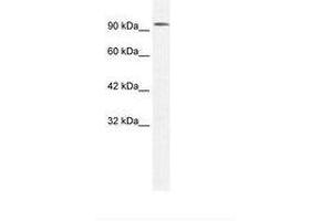 Image no. 1 for anti-Chloride Channel 3 (CLCN3) (AA 620-670) antibody (ABIN305991) (CLCN3 抗体  (AA 620-670))