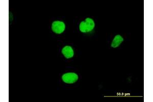 Immunofluorescence (IF) image for anti-Replication Factor C (Activator 1) 2, 40kDa (RFC2) (AA 1-320) antibody (ABIN519742)