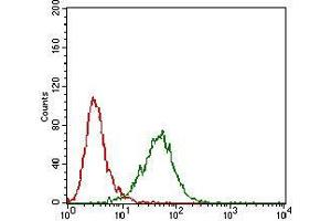 Flow cytometric analysis of Hela cells using MMEL1 mouse mAb (green) and negative control (red). (MMEL1 抗体  (AA 1-107))