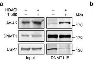 Western Blotting (WB) image for anti-DNA (Cytosine-5)-Methyltransferase 1 (DNMT1) (AA 1-270) antibody (ABIN6139745)