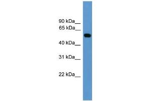 WB Suggested Anti-CALR  Antibody Titration: 0. (Calreticulin 抗体  (Middle Region))