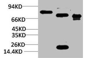 Western blot analysis of 1) Rat BrainTissue, 2)Mouse Brain Tissue, 3) HepG2 with KCNN2(SK2) Rabbit pAb diluted at 1:2,000. (KCNN2 抗体)