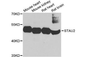 Western blot analysis of extracts of various cell lines, using STAU2 antibody (ABIN1874974) at 1:1000 dilution. (Double-stranded RNA-binding protein Staufen homolog 2 (STAU2) 抗体)
