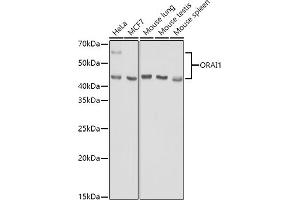 Western blot analysis of extracts of various cell lines, using (ABIN6130598, ABIN6145053, ABIN6145055 and ABIN6223281) at 1:1000 dilution. (ORAI1 抗体  (AA 202-301))