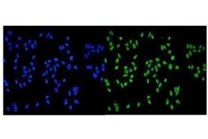 IF analysis of MCM2 using anti-MCM2 antibody (ABIN7601594).