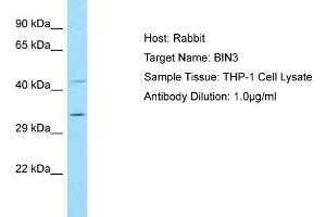 Host: RabbitTarget Name: BIN3Antibody Dilution: 1. (BIN3 抗体  (N-Term))