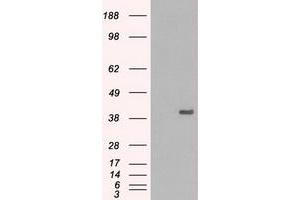 Image no. 1 for anti-Mitogen-Activated Protein Kinase 1 (MAPK1) antibody (ABIN1499290) (ERK2 抗体)