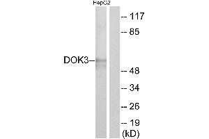 Western blot analysis of extracts from HepG2 cells, using DOK3 antibody. (DOK3 抗体)