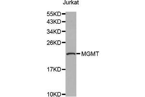 Western blot analysis of extracts of Jurkat cell line, using MGMT antibody. (MGMT 抗体  (AA 1-207))