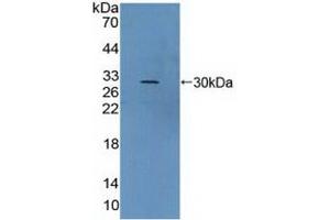 Western Blotting (WB) image for anti-Von Willebrand Factor A Domain Containing 2 (vWA2) (AA 457-708) antibody (ABIN7442516)