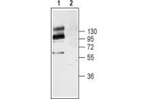 Western Blotting (WB) image for anti-Neurotrophic Tyrosine Kinase, Receptor, Type 2 (NTRK2) (AA 57-70), (Extracellular) antibody (ABIN7043388)