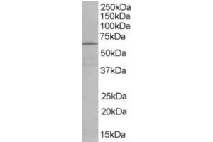 Western Blotting (WB) image for anti-EH-Domain Containing 2 (EHD2) (C-Term) antibody (ABIN2465640) (EHD2 抗体  (C-Term))