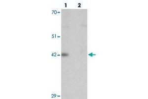 Western blot analysis of DPAGT1 in mouse kidney tissue with DPAGT1 polyclonal antibody  at 1 ug/mL in (lane 1) the absence and (lane 2) the presence of blocking peptide. (DPAGT1 抗体  (N-Term))