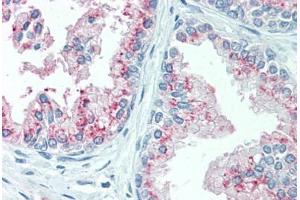 Anti-KIAA1324 antibody  ABIN960788 IHC staining of human prostate. (ELAPOR1 抗体  (N-Term))