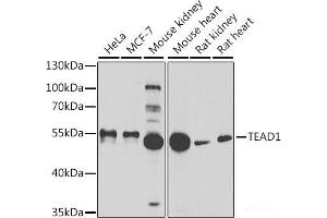 Western blot analysis of extracts of various cell lines using TEAD1 Polyclonal Antibody at dilution of 1:1000. (TEAD1 抗体)