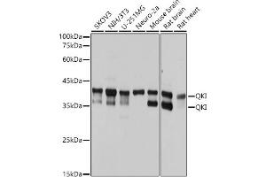 Western blot analysis of extracts of various cell lines, using QKI antibody (ABIN7269699) at 1:1000 dilution. (QKI 抗体)