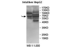 Western blot analysis of fetal liver and HepG2 cell lysate, using BTNL2 antibody.