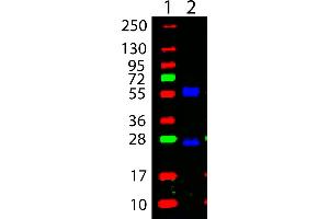 DyLight™ 488 Goat Anti Mouse IgG - Western Blot. (山羊 anti-小鼠 IgG Antibody (DyLight 488) - Preadsorbed)