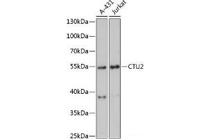 Western blot analysis of extracts of various cell lines using CTU2 Polyclonal Antibody at dilution of 1:3000. (CTU2 抗体)