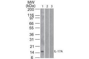 Western Blot of Mouse Anti-IL-17A antibody Lane 1: human full length recombinant IL-17A protein Lane 2: mouse full length recombinant IL-17A protein Lane 3: rat full length recombinant IL-17A protein Load: 20 ng/lane Primary antibody: Anti-IL-17A antibody at 1ug/mL for overnight at 4°C (Interleukin 17a 抗体  (Biotin))