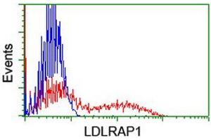 HEK293T cells transfected with either RC206643 overexpress plasmid (Red) or empty vector control plasmid (Blue) were immunostained by anti-LDLRAP1 antibody (ABIN2455236), and then analyzed by flow cytometry. (LDLRAP1 抗体)