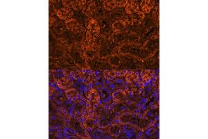 Immunofluorescence analysis of mouse kidney using L Polyclonal Antibody (ABIN6128174, ABIN6143076, ABIN6143077 and ABIN6219002) at dilution of 1:100 (40x lens). (LAMC2 抗体  (AA 862-1111))