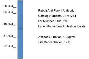 WB Suggested Anti-Fank1  Antibody Titration: 0. (FANK1 抗体  (Middle Region))