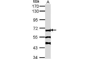 WB Image Sample (30 ug of whole cell lysate) A: NIH-3T3 7. (FANCC 抗体  (Center))