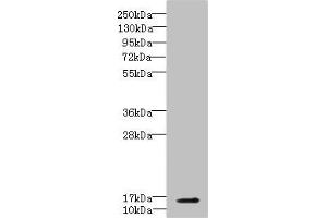 Western blot All lanes: CBY1 antibody IgG at 5. (CBY1/PGEA1 抗体  (AA 1-126))