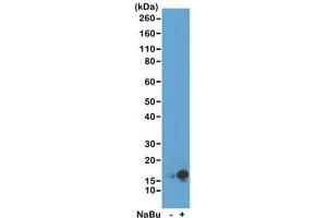Western blot of acid extracts from HeLa cells untreated (-) or treated (+) with sodium butyrate using recombinant H3K9ac antibody at 0. (Recombinant Histone 3 抗体  (acLys9))